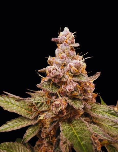 Trop Cherry Hash Seeds (Bask Triangle Farms) 🍒 Fruity