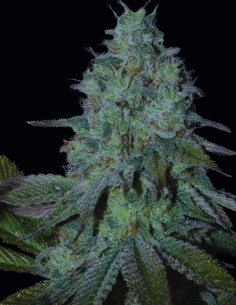 Semillas Citrus Hashquake (Bask Triangle Farms) 🍋 Intenso