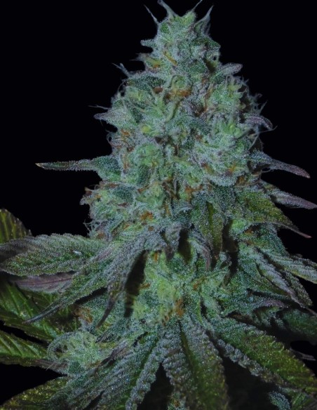 Semi Citrus Hashquake (Bask Triangle Farms) 🍋 Sapore intenso