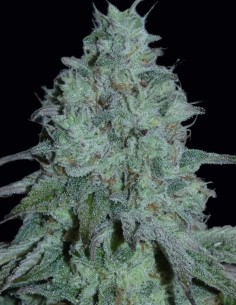 Semi Fritter Burger (Bask Triangle Farms) 🍎 Dolce Rilassante