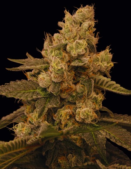 Buzz Bunny Seeds (Bask Triangle Farms) 🍯 Saveur Miel Agrumes