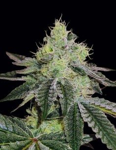 Semi di Mandy Burger (Bask Triangle Farms) 🍍 Tropicale