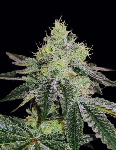 Mandy Burger Seeds (Bask Triangle Farms) 🍍 Tropical Power