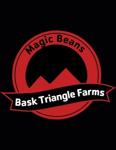 Pink Burger Seeds (Bask Triangle Farms) 🍒 Fruity Diesel Power