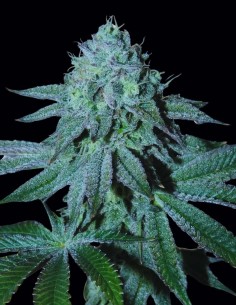 Semi di Lamia (Bask Triangle Farms) 🌿 Relax Profondo