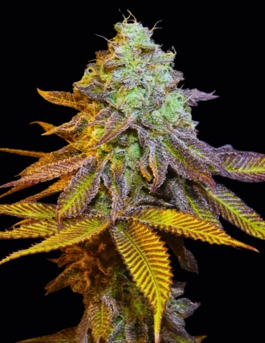 Planet Express Seeds (Bask Triangle Farms) 🍭 Candy-Gas