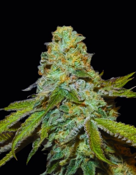 Semi Boofalicius (Bask Triangle Farms) 🍒 Dolce Tropicale