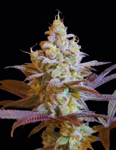 Forbidden Push Pop Seeds (Bask Triangle Farms) 🥭 Citrus