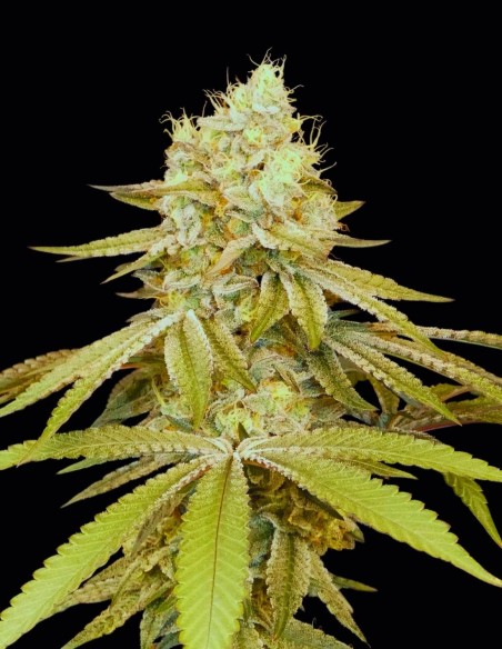 Semi Izozki Boom (Bask Triangle Farms) 🌿 Ibrido Rilassante