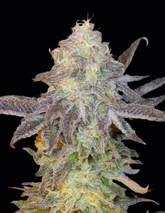 Semi Fruit Popz (Bask Triangle Farms) 🍭 Gusto Tropicale