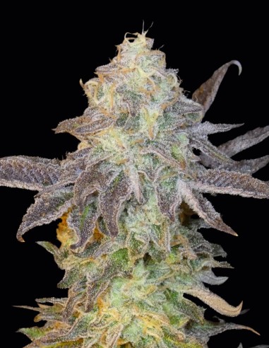 Semi Fruit Popz (Bask Triangle Farms) 🍭 Gusto Tropicale