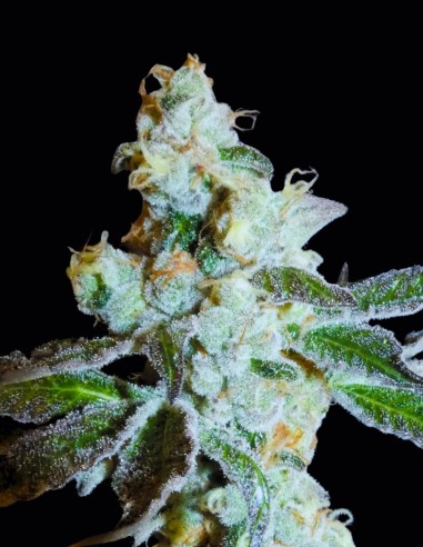 PapayaBoof Seeds (Bask Triangle Farms) 🥭 Tropical Hybrid