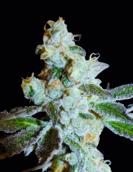 PapayaBoof Seeds (Bask Triangle Farms) 🥭 Tropical Hybrid