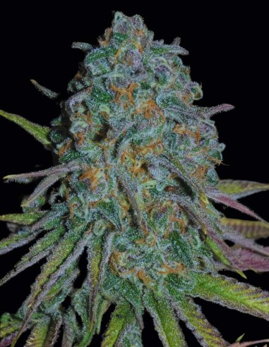 RainBoof Seeds (Bask Triangle Farms) 🍋 Candy Citrus