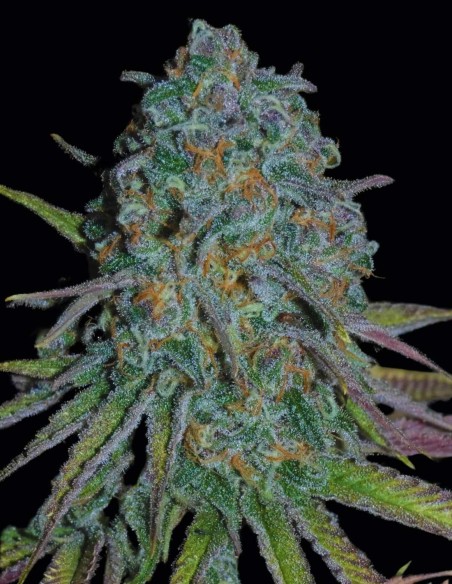 Graines RainBoof (Bask Triangle Farms) 🍋 Bonbon Agrumes