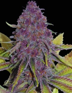 Semi Forbidden Boof (Bask Triangle Farms) 🍊 Gusto Fruttato