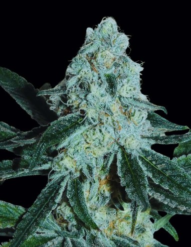 StrawberryBoof Seeds (Bask Triangle Farms) 🍓 Creamy Flavor