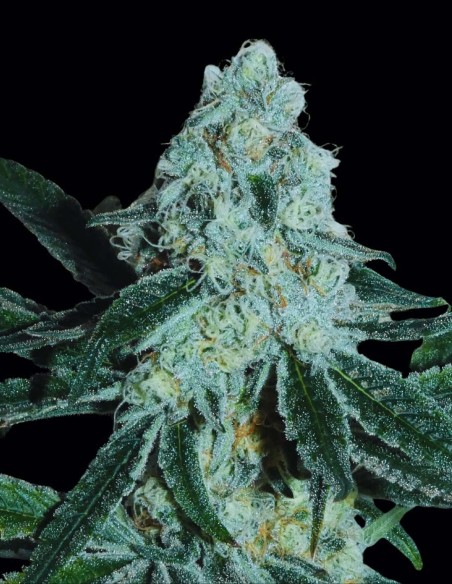 StrawberryBoof Seeds (Bask Triangle Farms) 🍓 Creamy Flavor