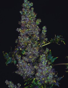 Semillas Fast Crazy Bastard Regular (Doctor's Choice) 🌿 Única