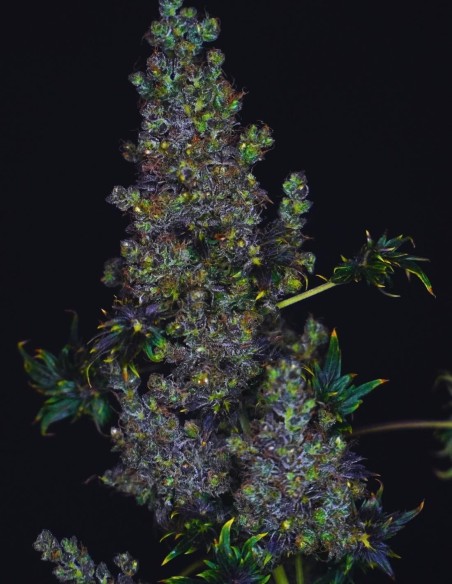 Semillas Fast Crazy Bastard Regular (Doctor's Choice) 🌿 Única