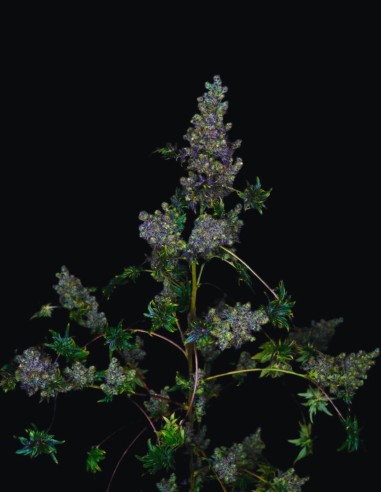 Semillas Fast Crazy Bastard Regular (Doctor's Choice) 🌿 Única