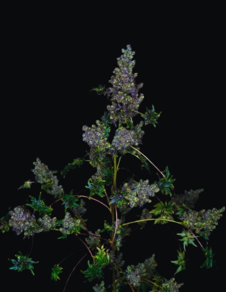 Semillas Fast Crazy Bastard Regular (Doctor's Choice) 🌿 Única