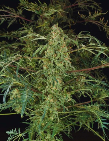 Semillas Freaky Fast F1 BX Regular (Doctor's Choice) 🌿 Rara