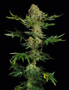 Graines Freaky Ryder Auto (Doctor's Choice) 🌿 Unique