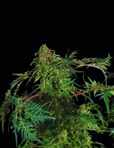 Graines Freaky Ryder Auto (Doctor's Choice) 🌿 Unique 2