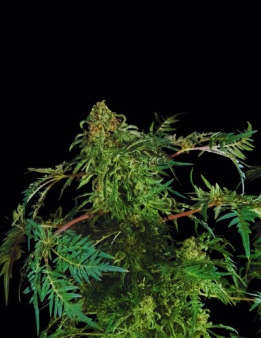 Graines Freaky Ryder Auto (Doctor's Choice) 🌿 Unique