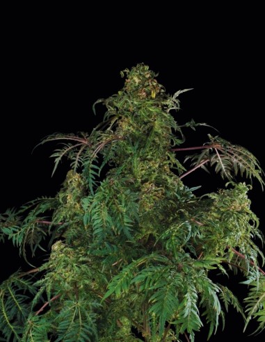 Semillas Freaky Fast F1 BX Regular (Doctor's Choice) 🌿 Rara