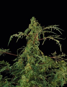 Semillas Freaky Fast F1 BX Regular (Doctor's Choice) 🌿 Rara