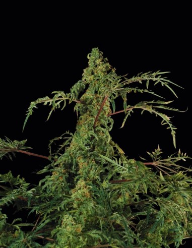 Semillas Freaky Fast F1 BX Regular (Doctor's Choice) 🌿 Rara