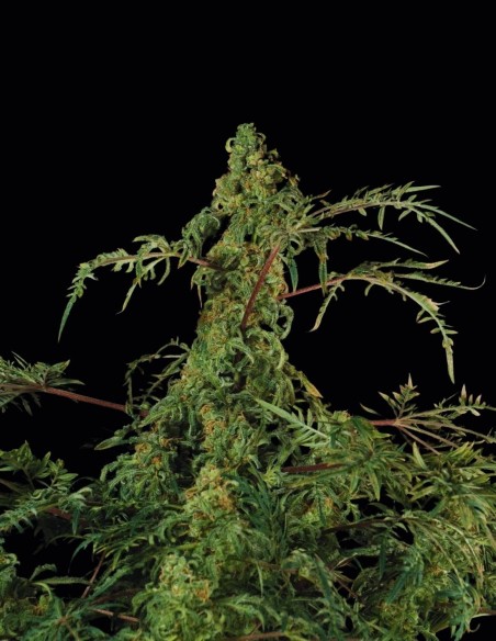 Semillas Freaky Fast F1 BX Regular (Doctor's Choice) 🌿 Rara