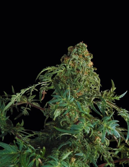 Semillas Freaky Fast F1 BX Regular (Doctor's Choice) 🌿 Rara