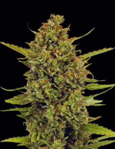 Semi Acapulco Gold (Barneys Farm) ⚡ Effetto energizzante