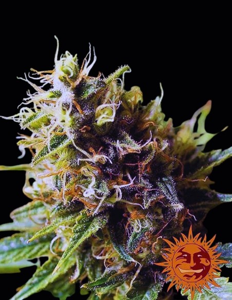 Semi Acapulco Gold (Barneys Farm) ⚡ Effetto energizzante