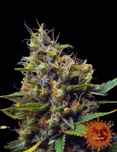 Semi Acapulco Gold (Barneys Farm) ⚡ Effetto energizzante 2