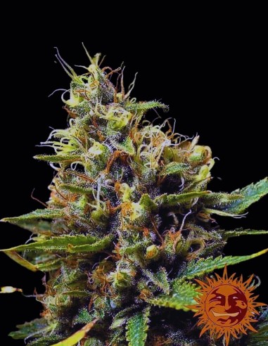 Semi Acapulco Gold (Barneys Farm) ⚡ Effetto energizzante