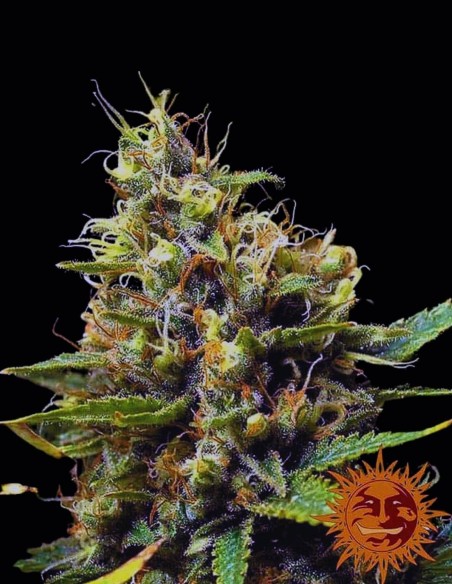 Semi Acapulco Gold (Barneys Farm) ⚡ Effetto energizzante