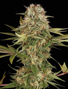 Semi Master Kush Regular (Barneys Farm) 🌿 Indica Pura