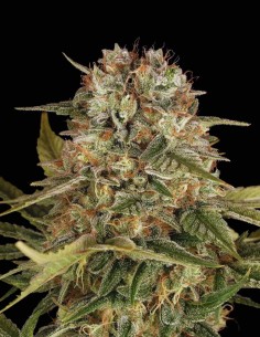 Semi Master Kush Regular (Barneys Farm) 🌿 Indica Pura 2