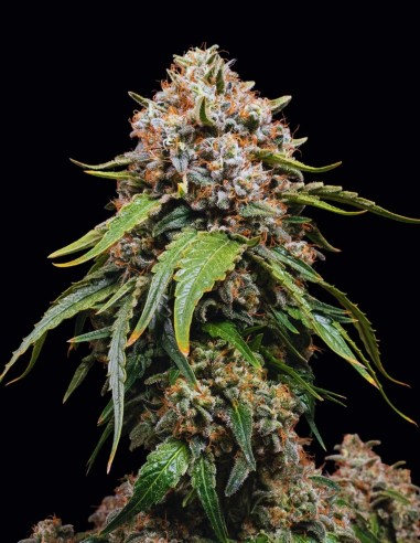 Semi White Widow Regular (Barneys Farm) 💥 Classico Potente