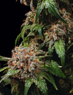 Semi White Widow Regular (Barneys Farm) 💥 Classico Potente 2