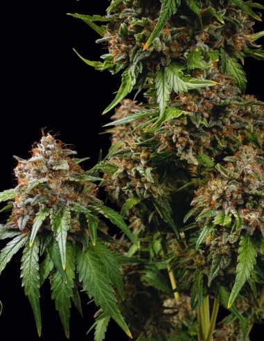 Semi White Widow Regular (Barneys Farm) 💥 Classico Potente