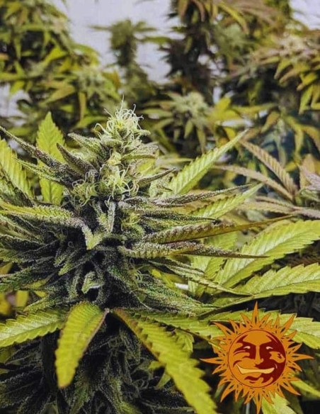 Semi Afghan Hash Plant Regular (Barneys Farm) 🌿 Indica