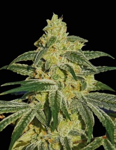 Semi Afghan Hash Plant Regular (Barneys Farm) 🌿 Indica