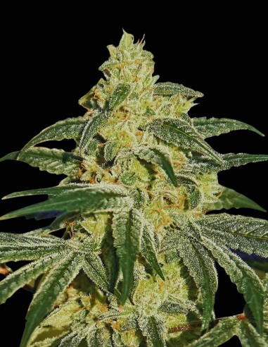 Semi Afghan Hash Plant Regular (Barneys Farm) 🌿 Indica