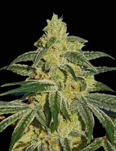 Semi Afghan Hash Plant Regular (Barneys Farm) 🌿 Indica