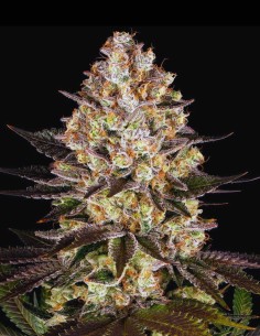 Semi Hindu Kush Regular (Barneys Farm) 🌿 Ricca di Resina